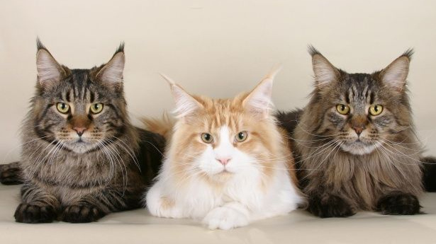 Три кошки породы мейн-кун