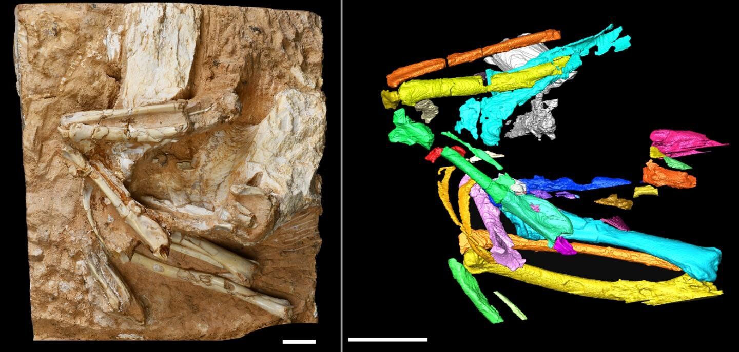 Фотография ископаемого песчаника Linxiavis inaquosus (слева) с сфабрикованным цветным изображением (справа) скелета птицы