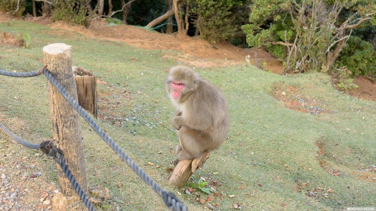 Парк обезьян Иватаяма, Киото, Япония