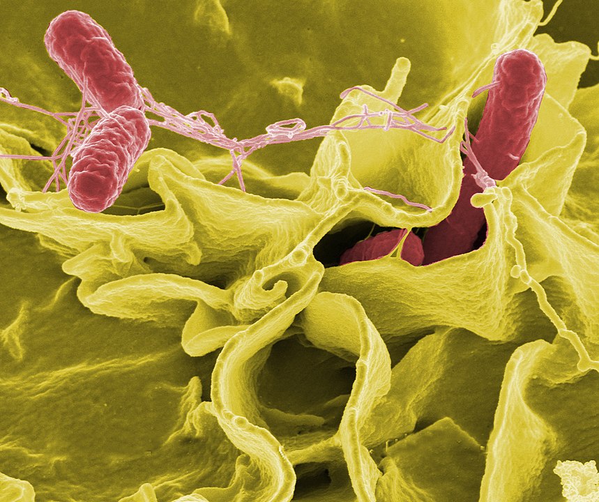 Бактерия Сальмонелла (лат. Salmonella)