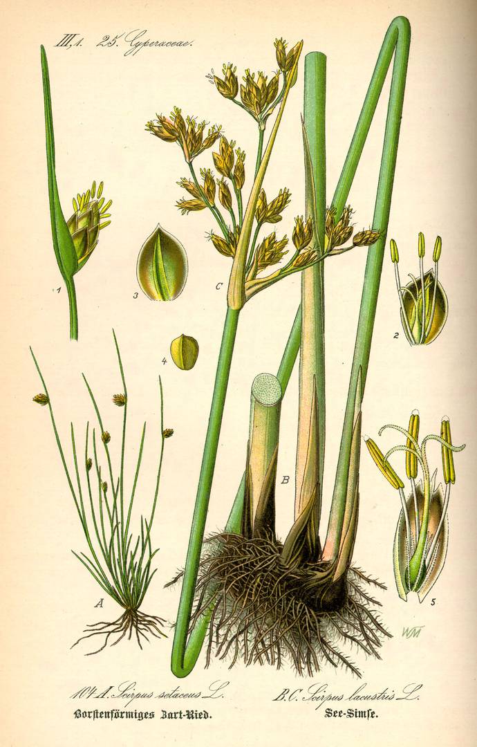 Schoenoplectus lacustris