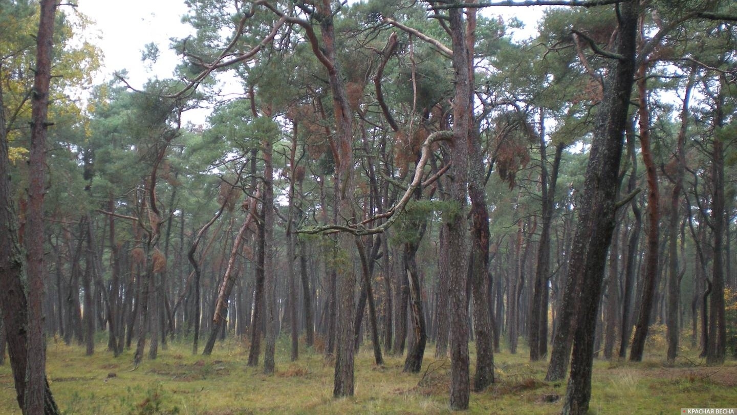 Сосновый лес на Куршской косе.