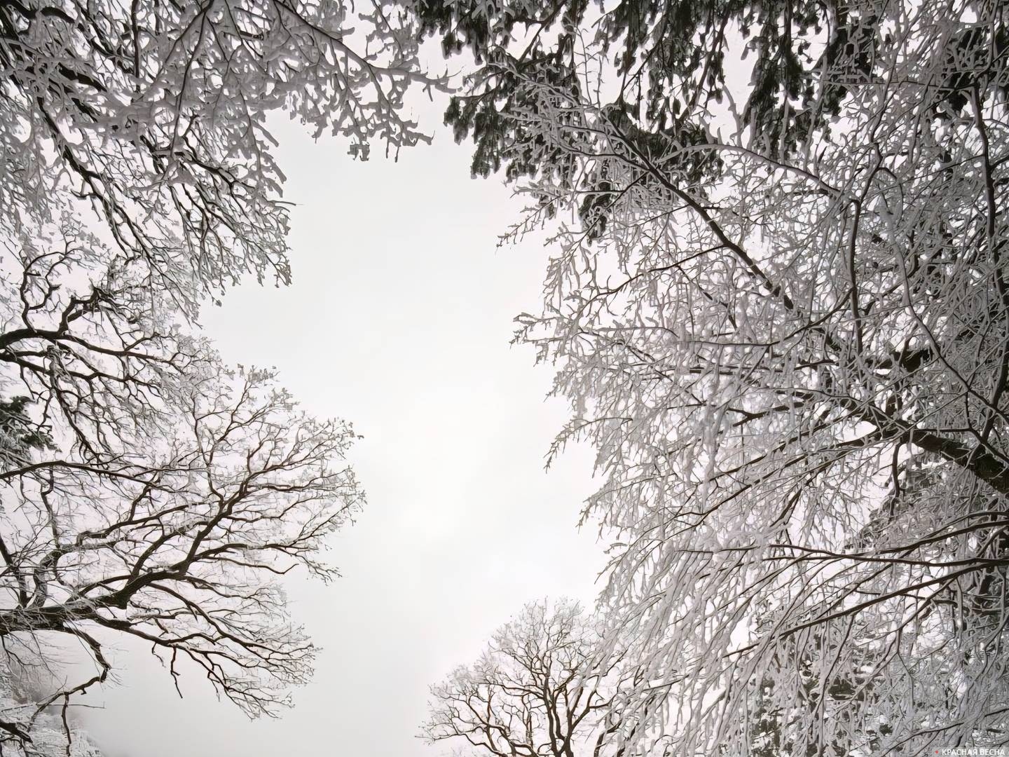 Деревья в снегу. Крым 