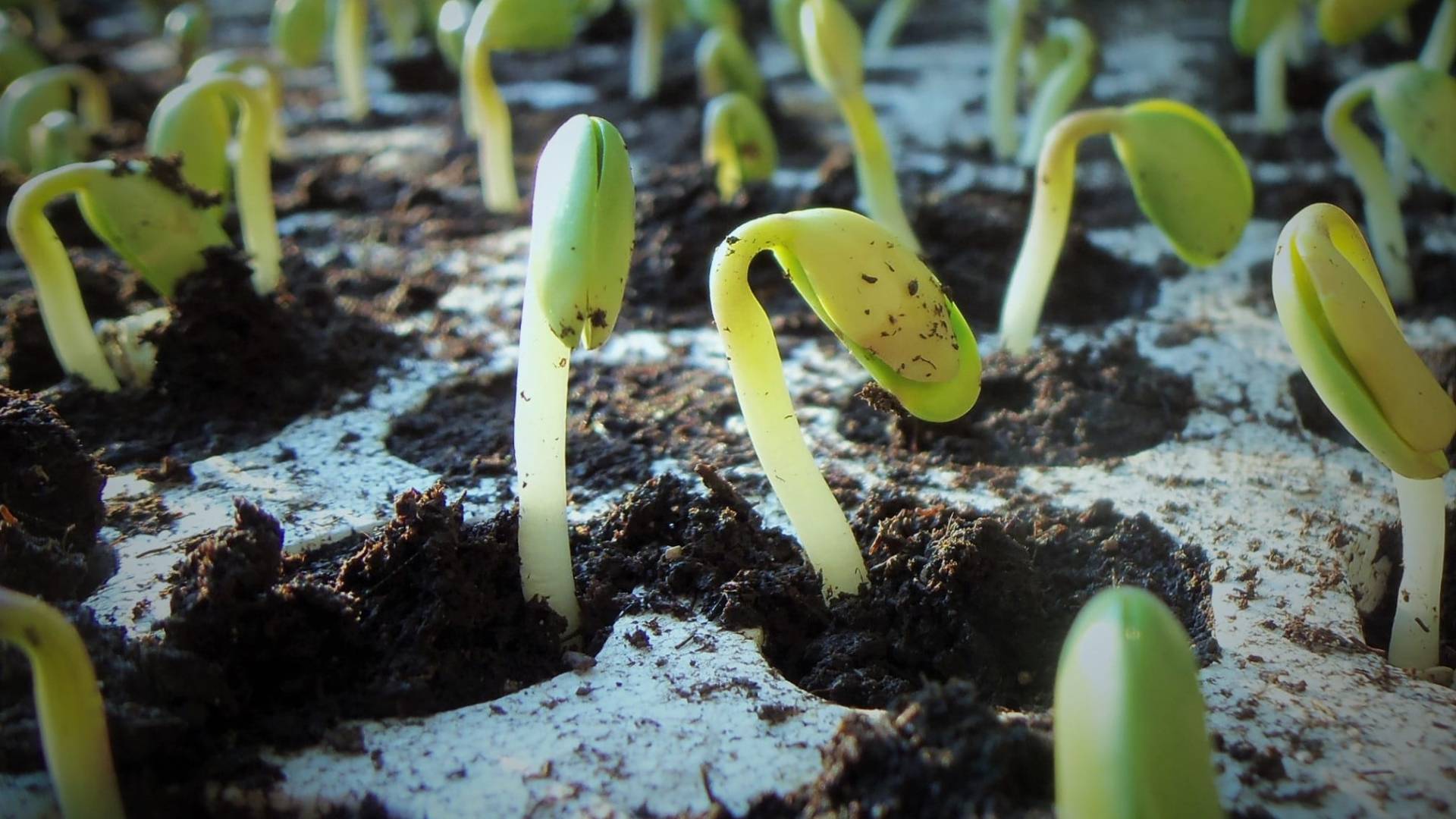 plants, soybean, soy,