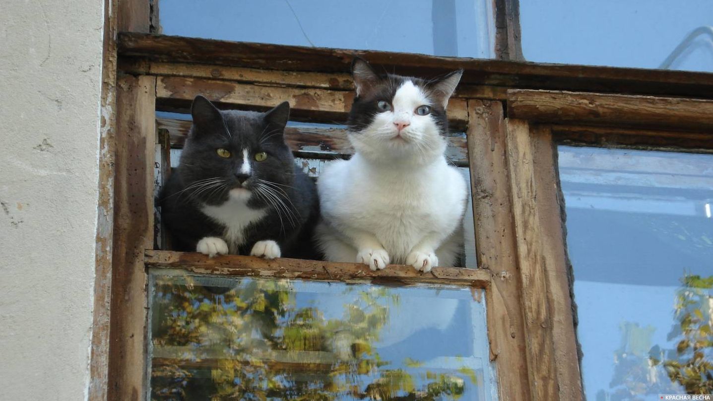 Два кота сидят и передают коронавирус