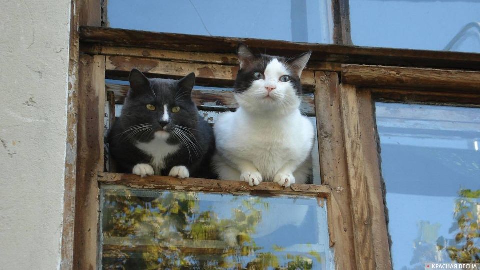 Два кота сидят в форточке и смотрят на улицу