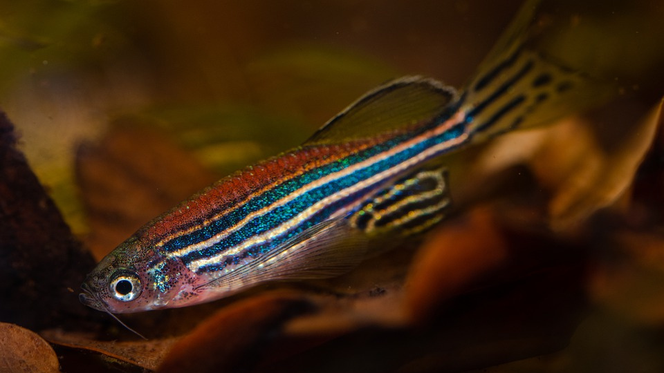 Рыбка данио-рерио