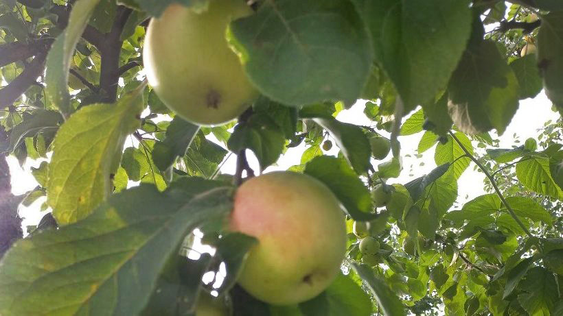 Российскую коллекцию генетических ресурсов плодовых культур пополнит «Архангельская» яблоня