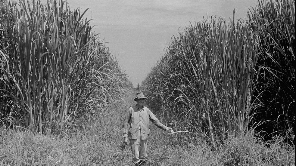 Мужчина среди зарослей сахарного тростника