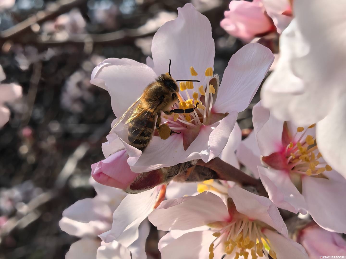 Пчела на цветке миндаля 