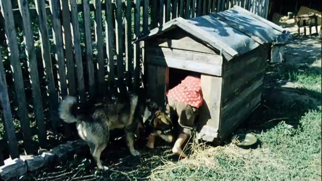 Овчарки выскочив из будки со свирепым. Будка в деревне. Украина украла у собаки будку. Старая собачья будка.