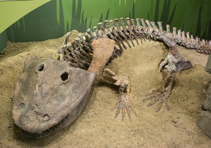 Скелет Eryops megacephalus 02. Кливлендский музей естественной истории.