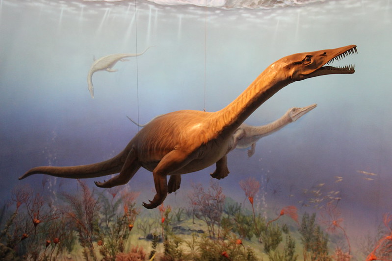 Плезиозавр. Чжэцзянский музей естественной истории, Ханчжоу, Китай