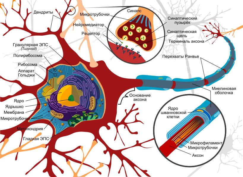Схема строения нейрона