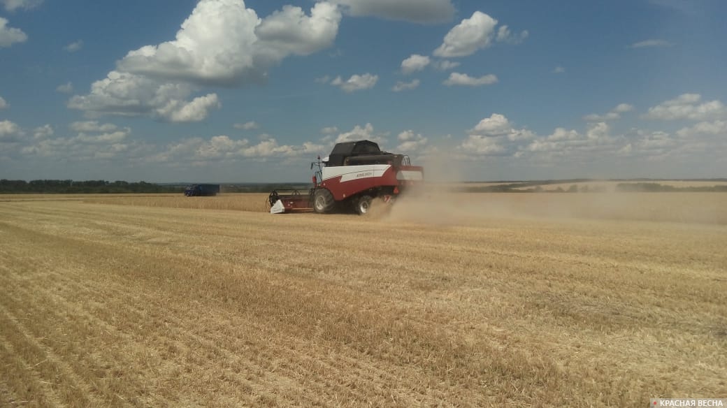 Уборка урожая пшеницы