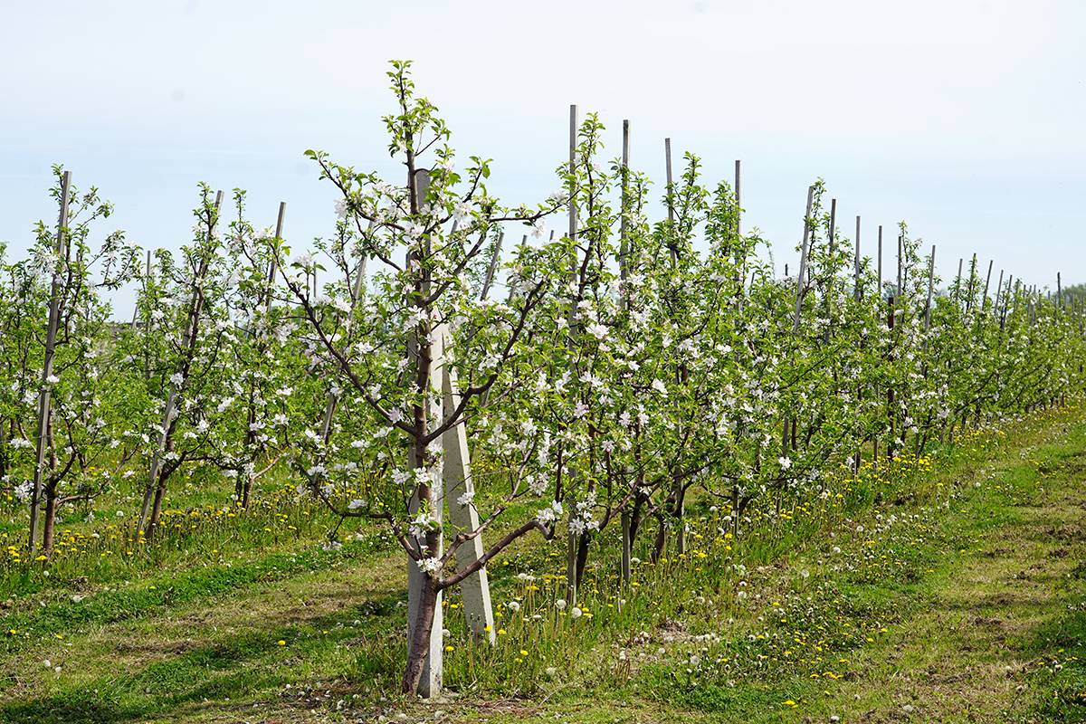 Яблоневый сад в поселке Моргуново Гурьевского округа Калининградской области