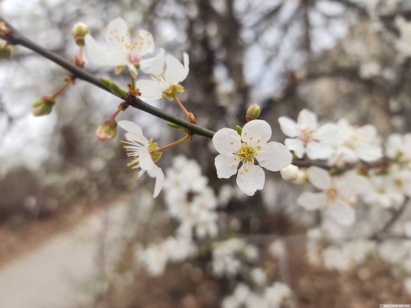 Цветущая слива 