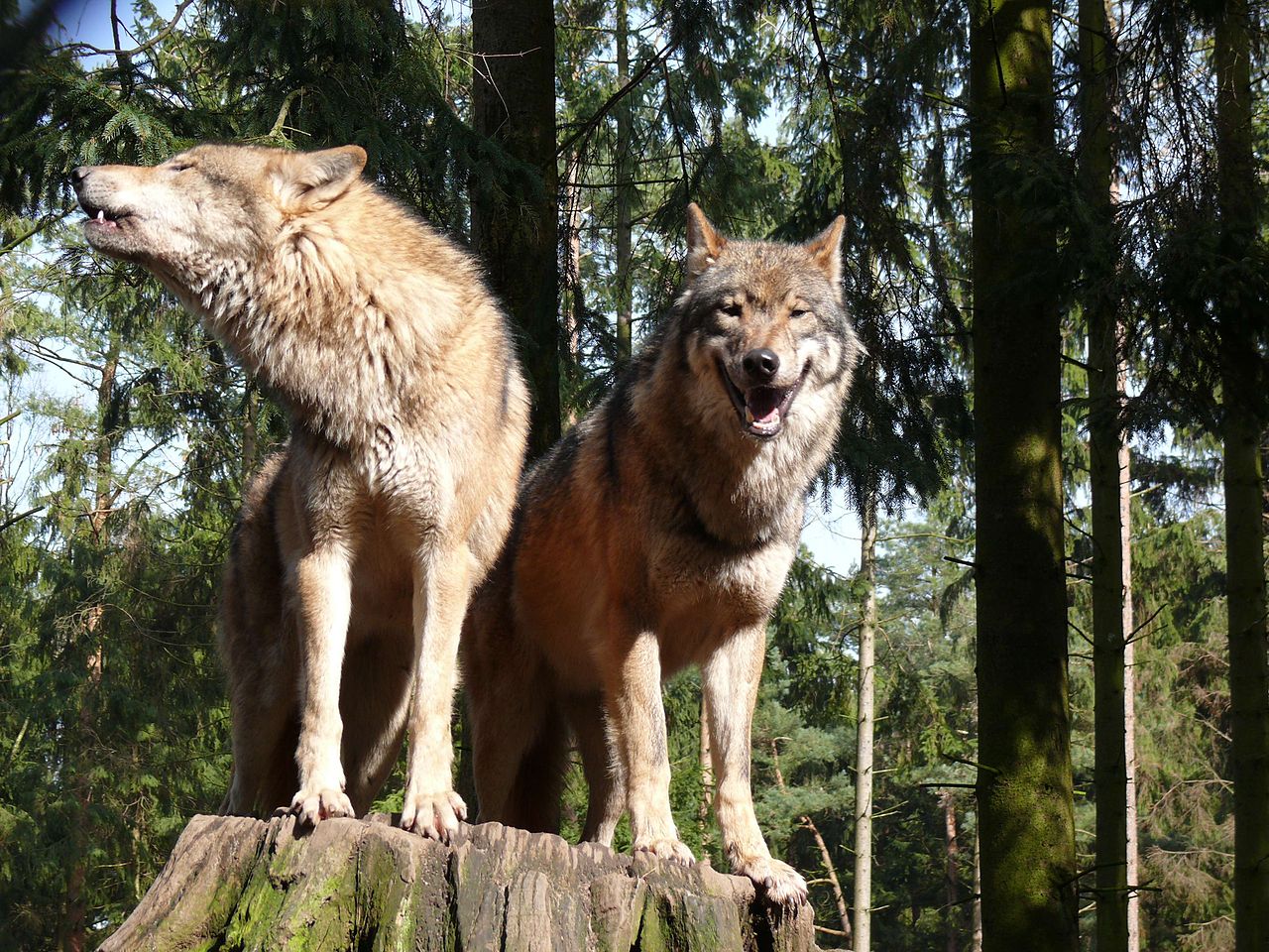 Евразийские волки