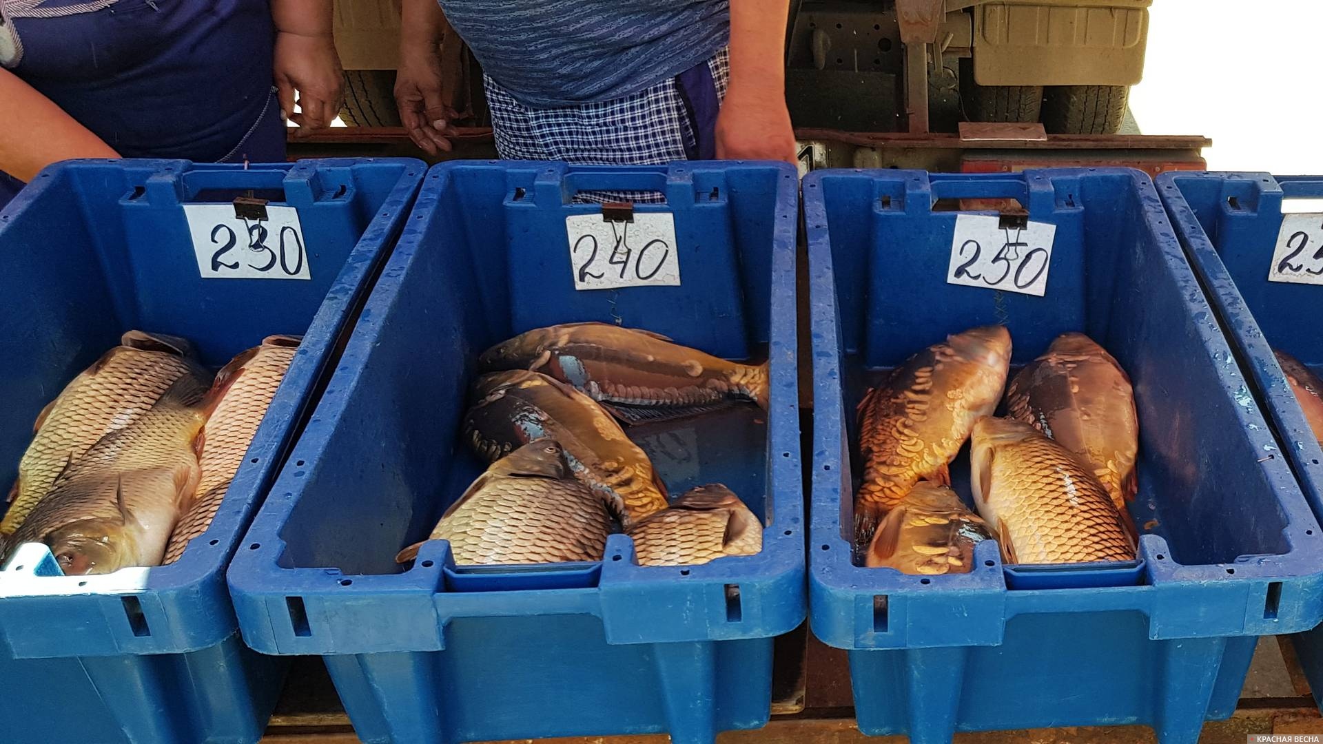 Купить рыбу в пензе. Рыбный рынок. Таганрог рыбный рынок. Рыбная ярмарка. Центральный рынок рыба.
