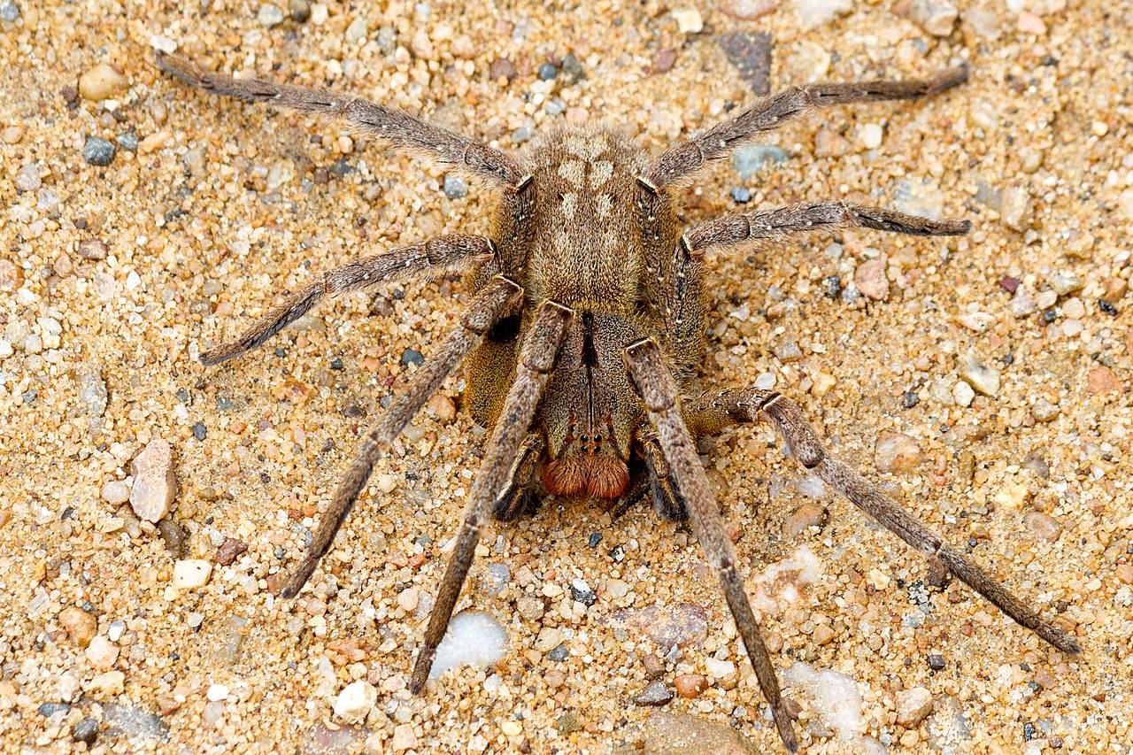 Aranha armadeira (Phoneutria nigriventer)