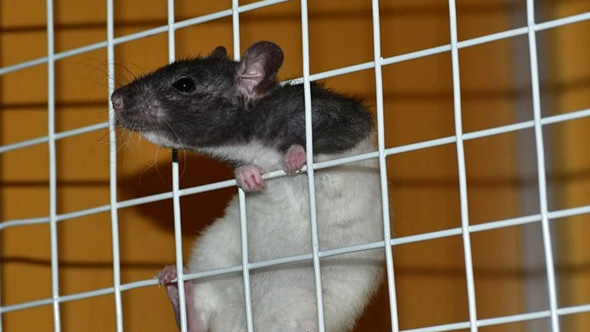 Опыты на крысах
