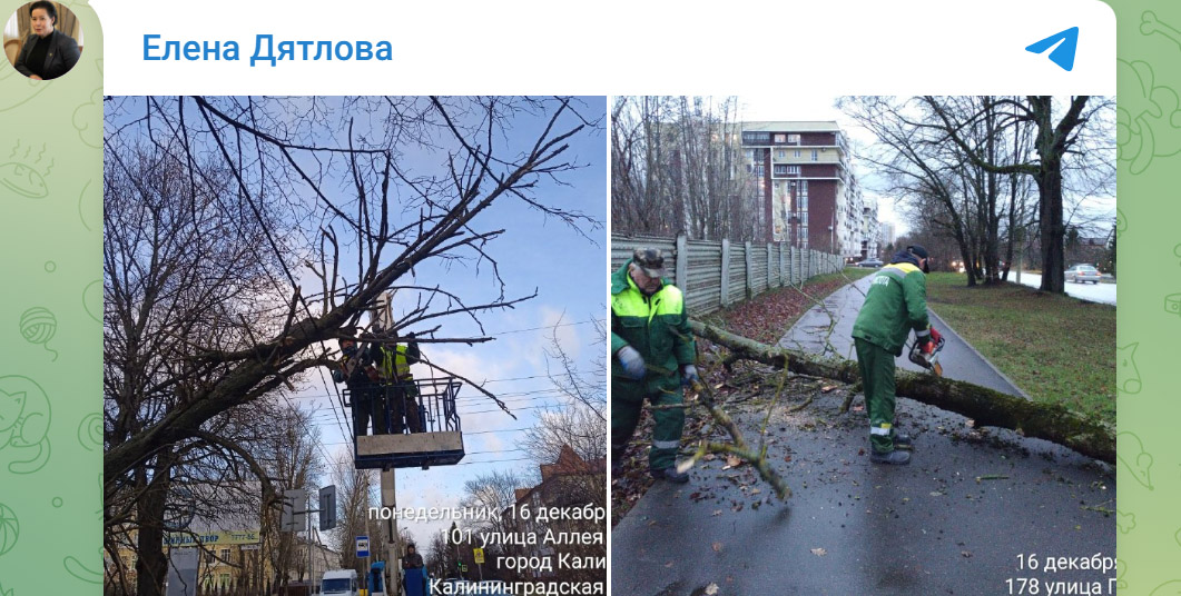 Упавшие деревья во время прохождения циклона «Зива» в Калининграде