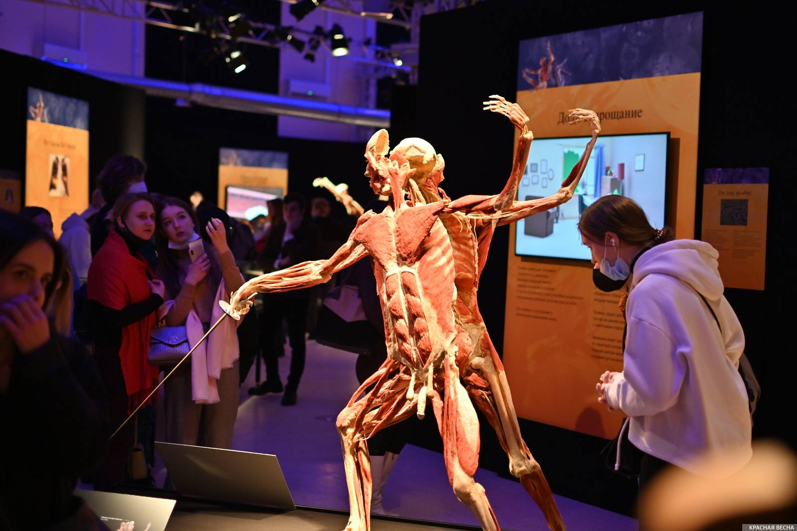 Выставка Body worlds. Мир тела. 