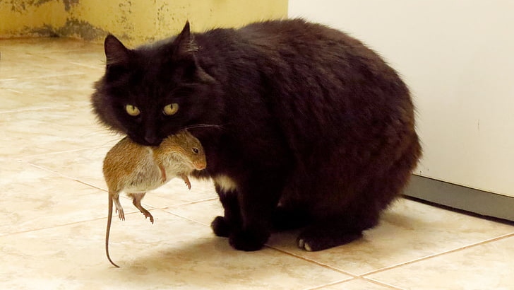 Кот поймал крысу