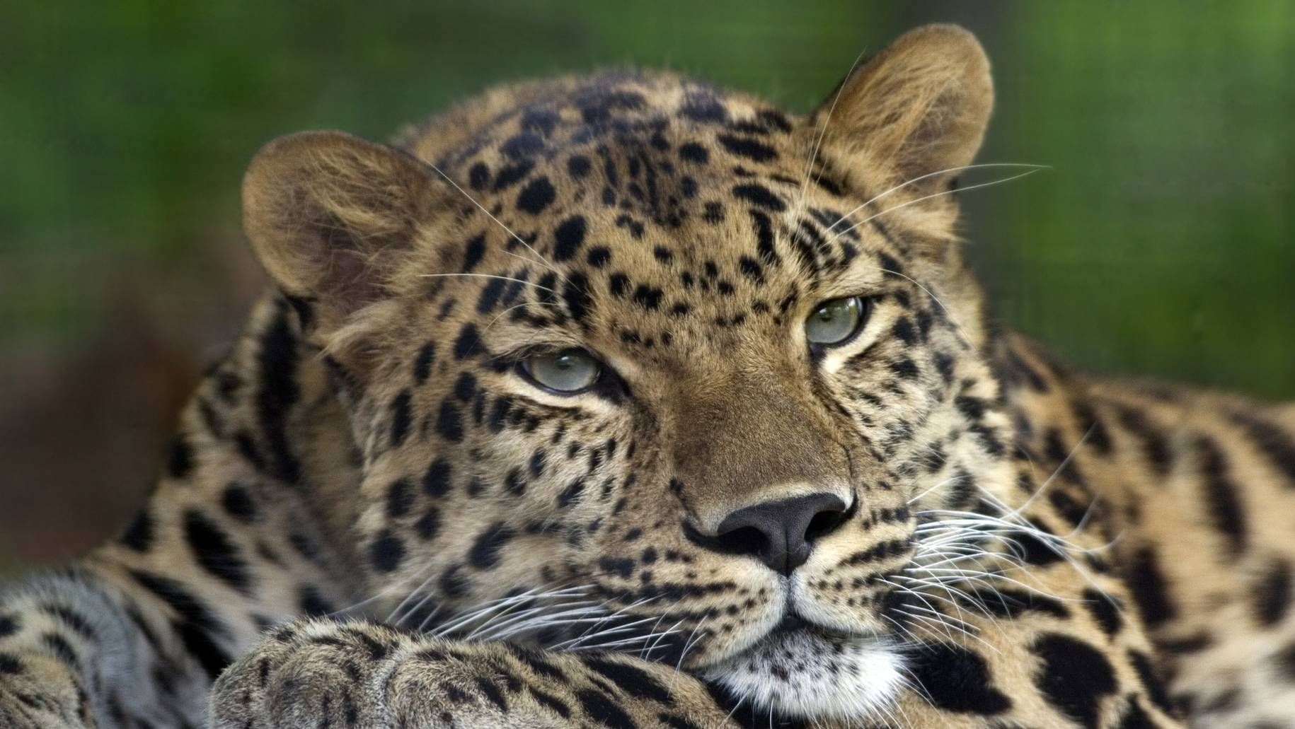 Дальневосточный леопард-главный объект охраны в парке