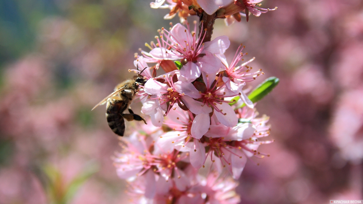 Миндаль. Пчела собирает пыльцу