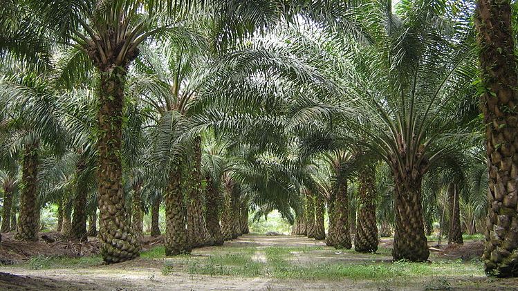 Плантация масличных пальм