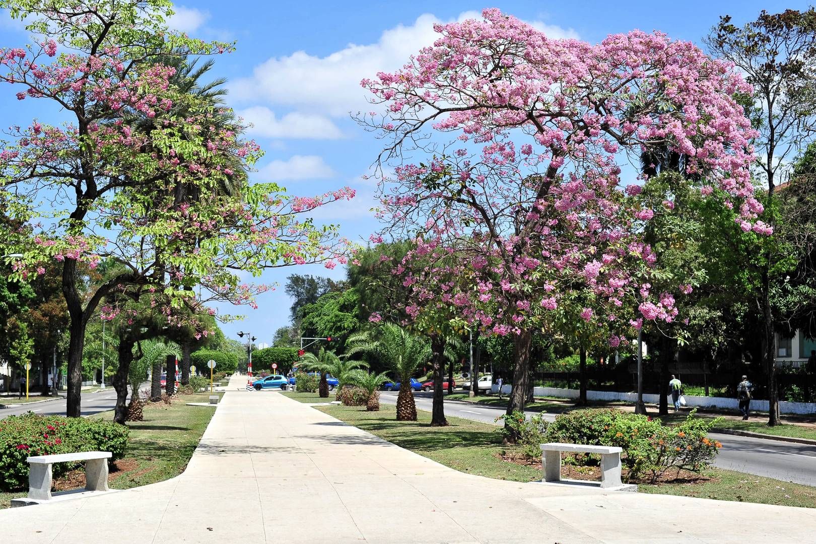 Цветущие деревья на улице Гаваны. Куба