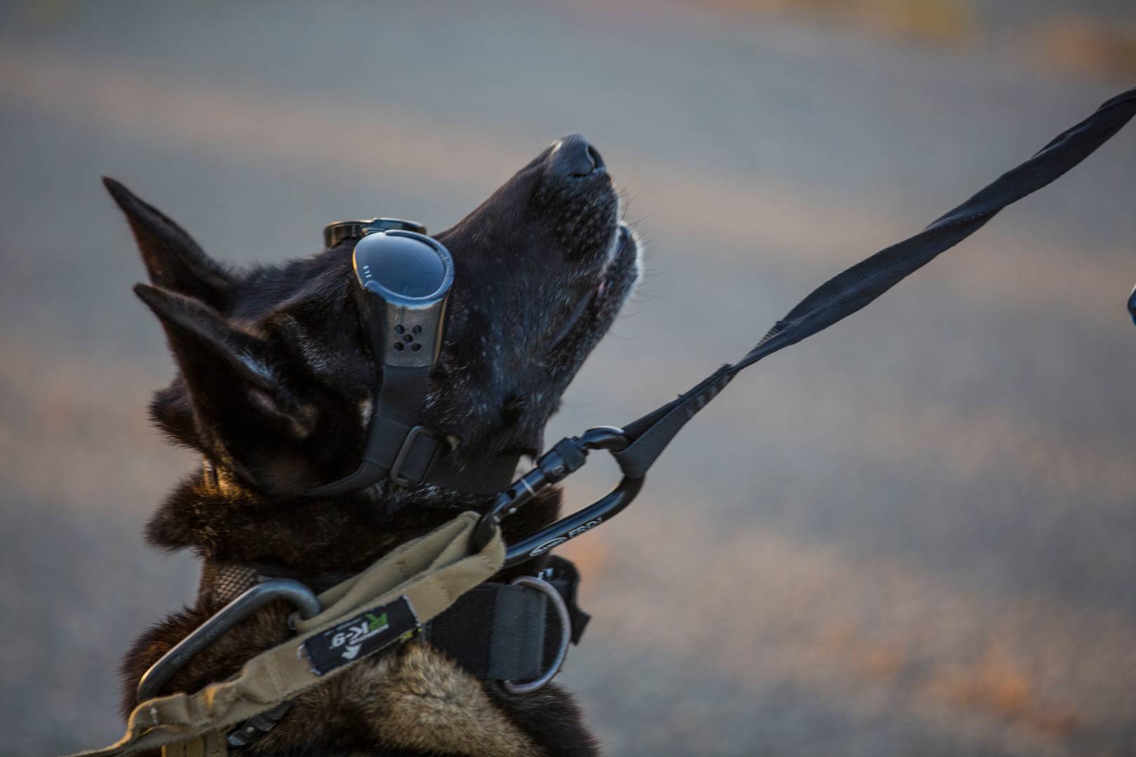 Служебная собака ожидает посадки на борт UH-1Y Venom во время учений в лагере морской пехоты Пендлтон, Калифорния