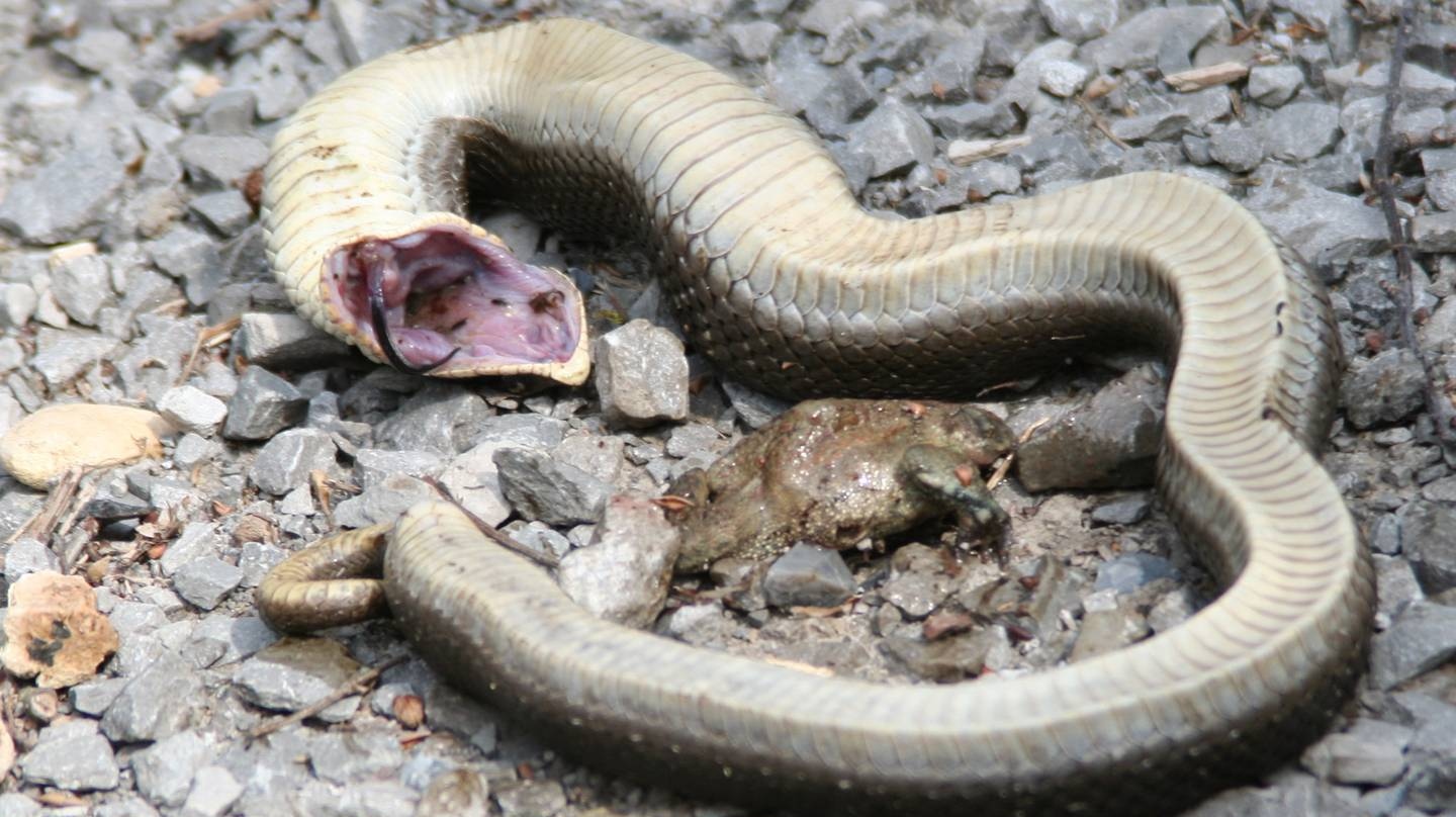 Мертвая змея