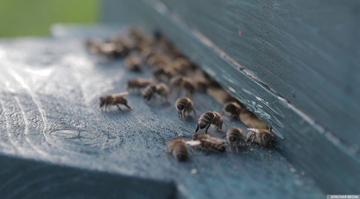 Пчелы на прилетной доске