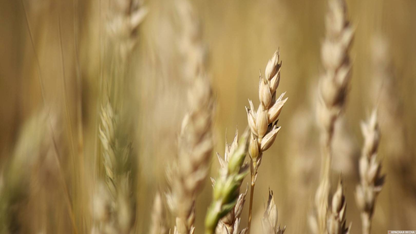 Пшеничный колос