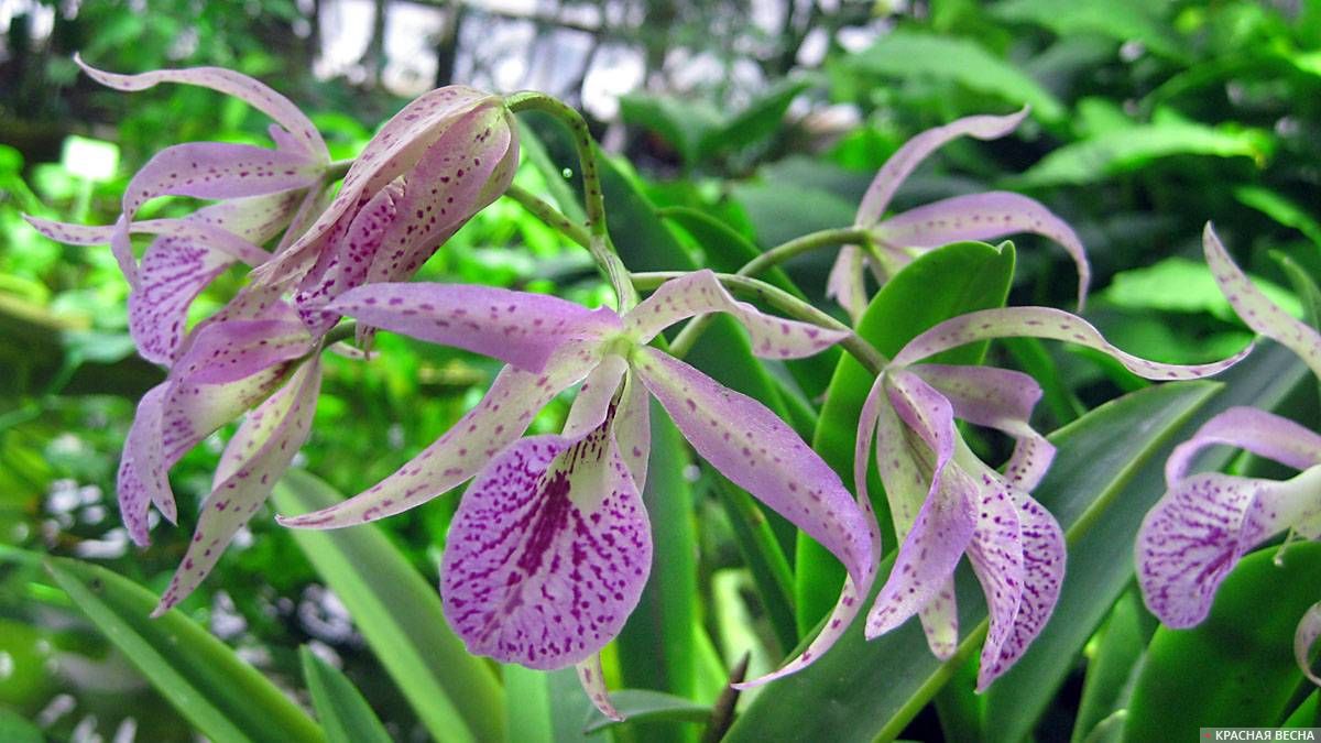 X Brassolaeliocattleya Mat Cat. Ботанический сад. Санкт-Петербург. 21.12.2018