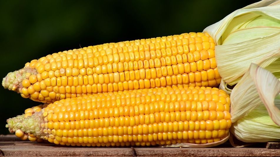 В Парагвае ожидается рекордный урожай кукурузы