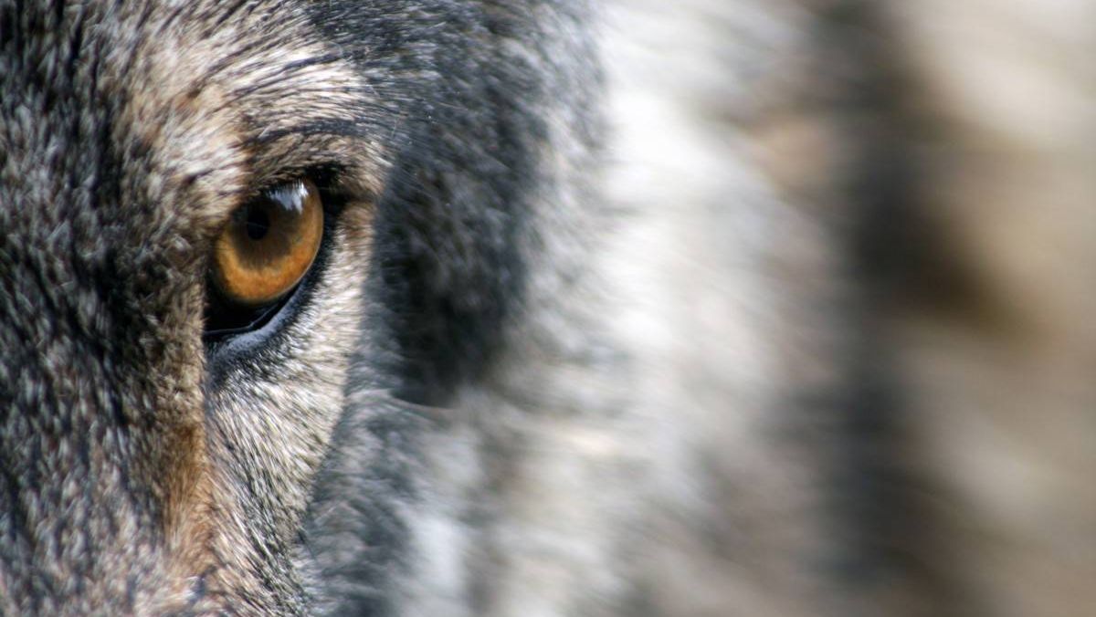 Кургинян объяснил скрытый смысл волчьего воя Жириновского | ИА Красная Весна