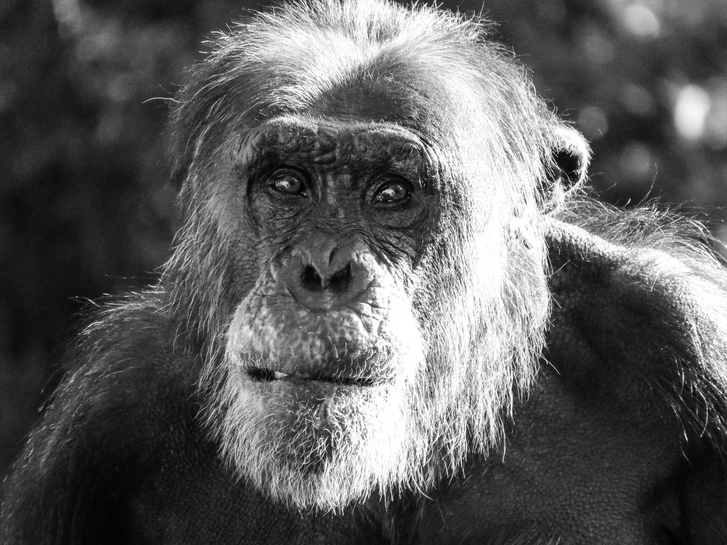 Старый шимпанзе