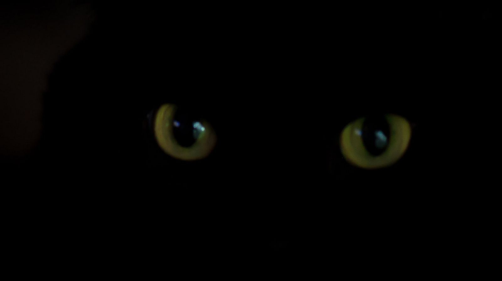 Черная кошка в темной комнате