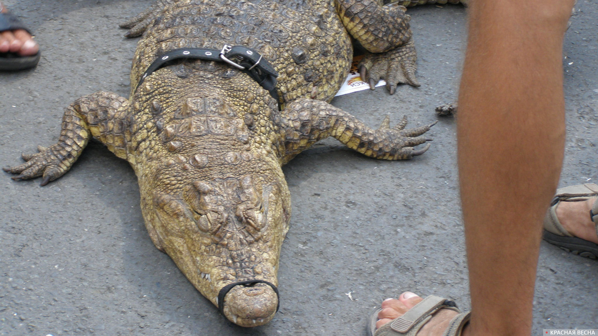 Фото с крокодилом