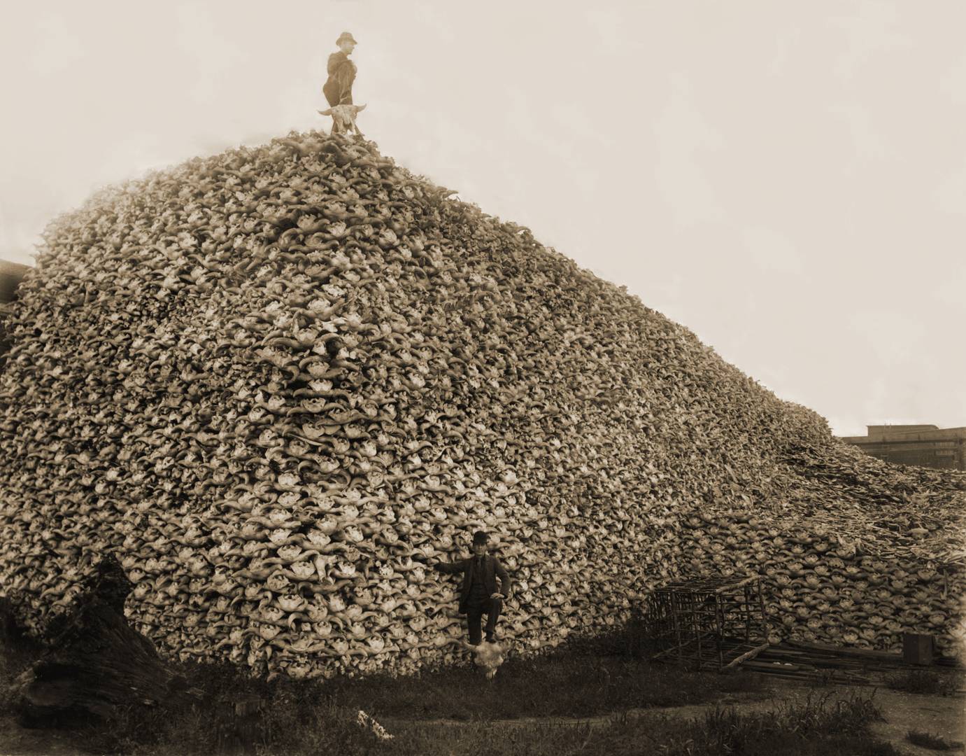 Пирамида из бизоньих черепов. 1870-е годы
