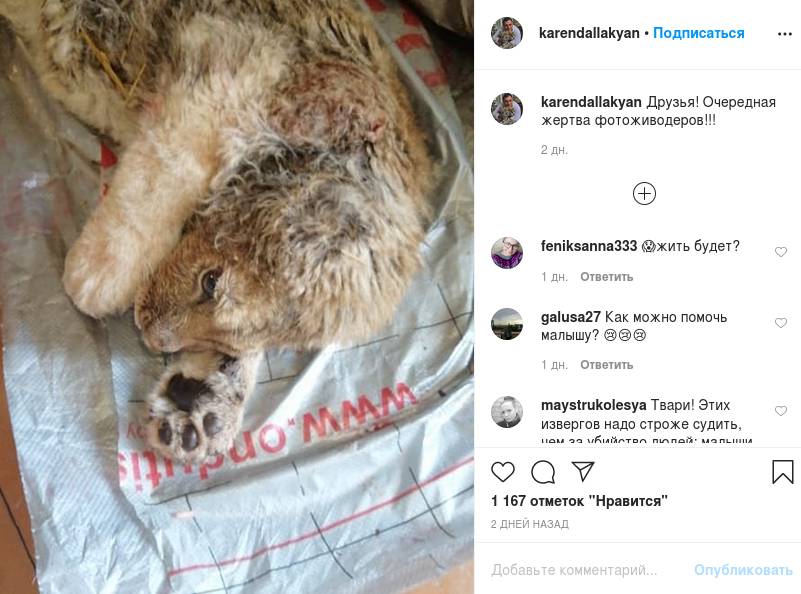Челябинский ветеринар взялся спасти изувеченного львенка ...
