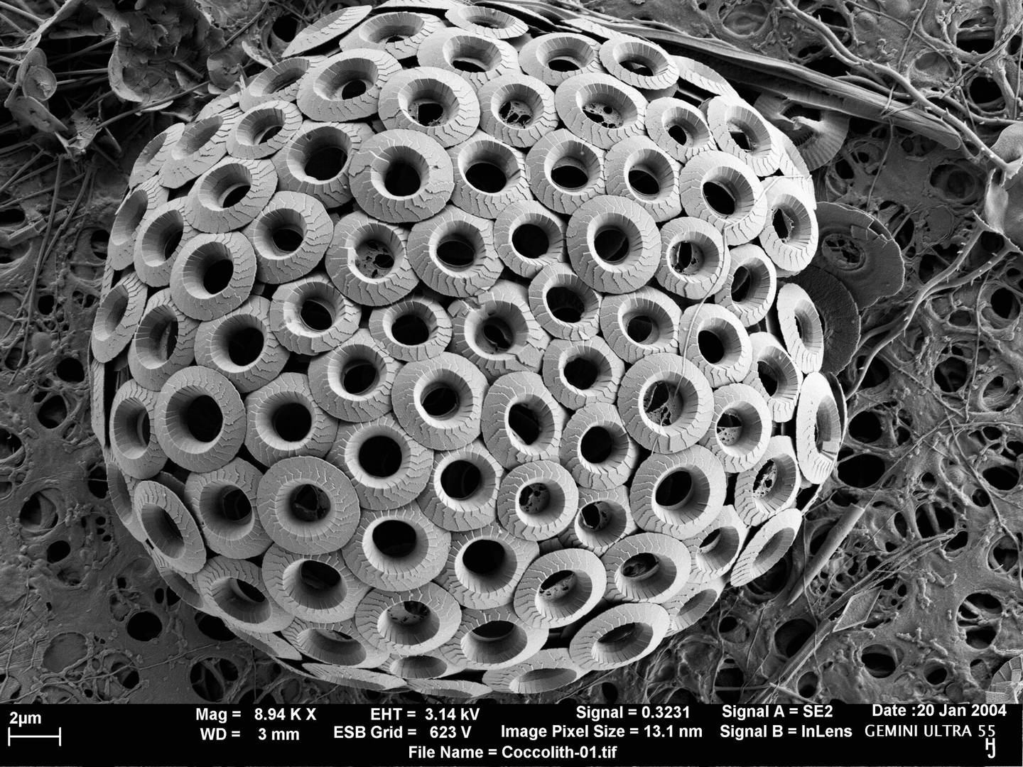 Конгломерация Umbilicosphaera sibogae (кокколитофора), полученная с помощью растрового электронного микроскопа ZEISS MERLIN
