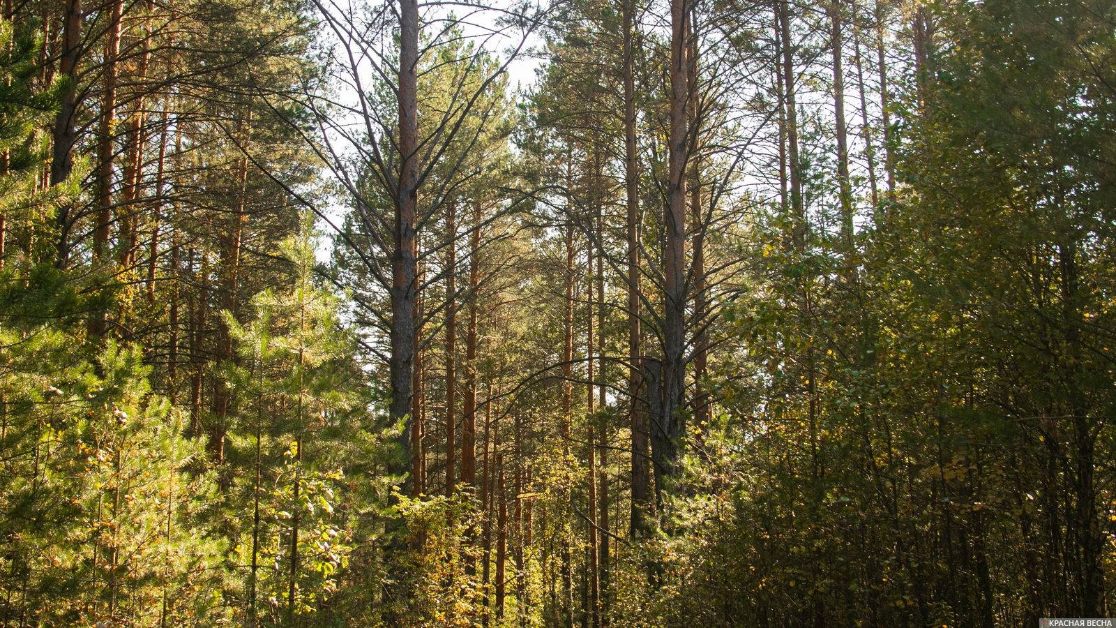 Лес в Волгограде