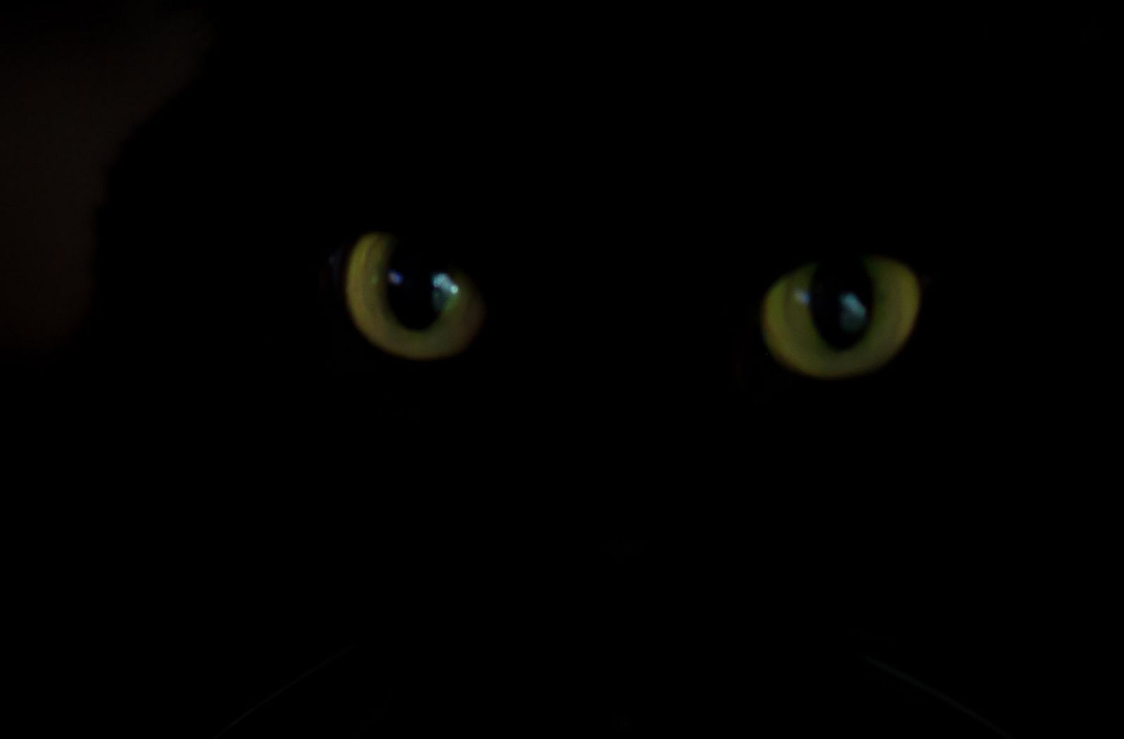 Черная кошка в темной комнате