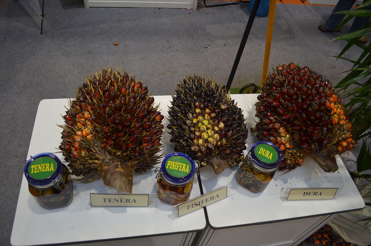 Три сорта плодов масличной пальмы: Tenera, Pisifera и Dura
