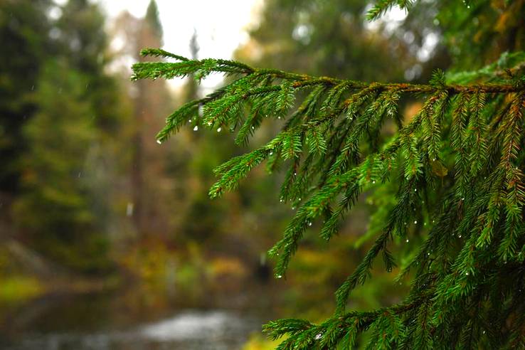 В Ленинградской области создана новая особо охраняемая природная территория — памятник природы «Река Величка»