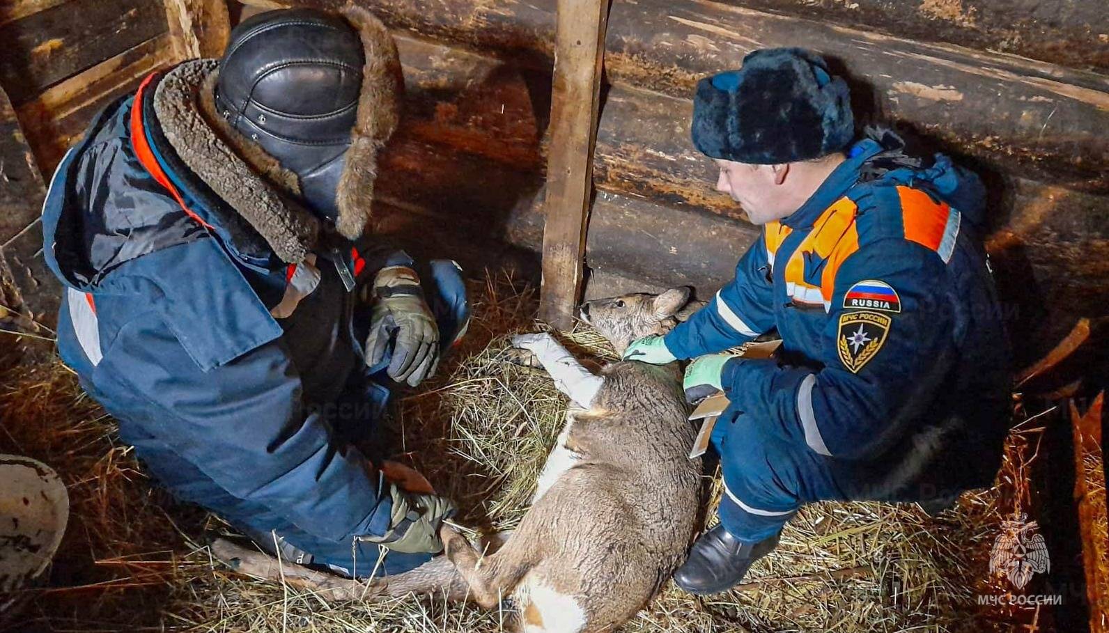 Сотрудники МЧС спасли сломавшую ногу косулю